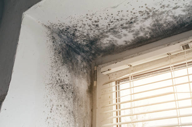 Affordable Basement Mold Removal solutions in Poulsbo, WA