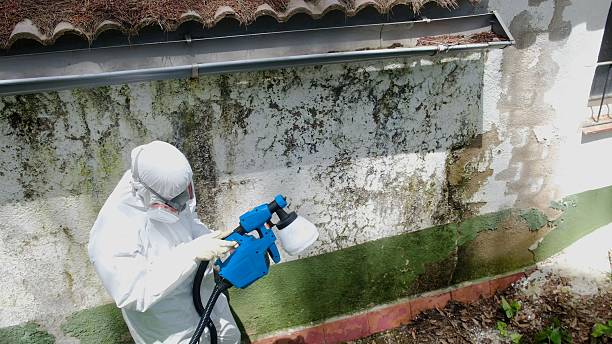 Top rated local Basement Mold Removal specialists in Poulsbo, WA